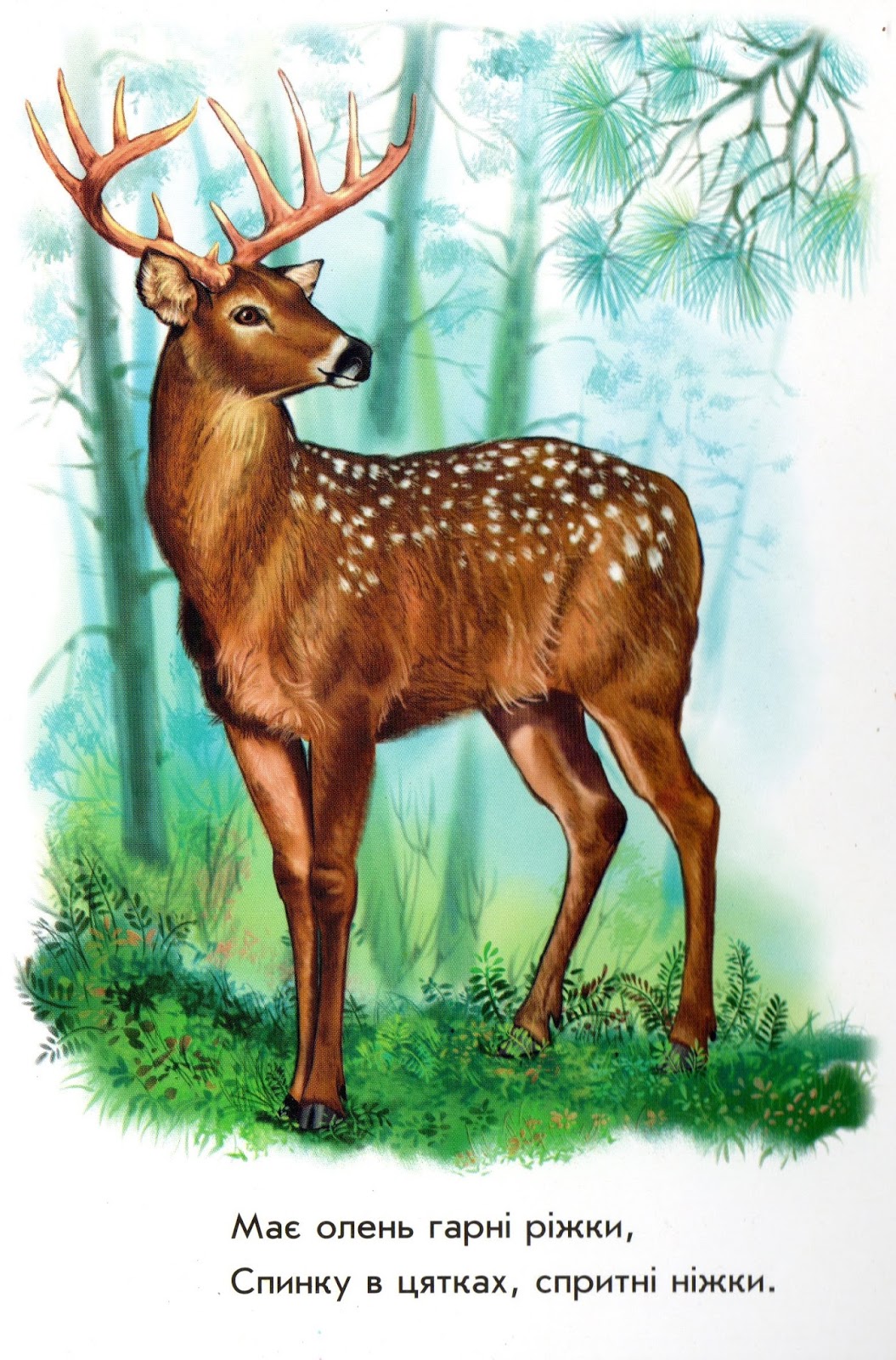 новогоднее стихотворение про оленей. загадка про оленя для детей. стихотворение про оленя для д. загадка про оленя для детей. стихотворение про оленя.