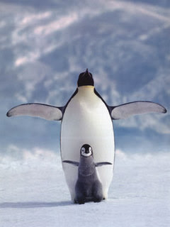 Pingvini download besplatne pozadine slike za mobitele