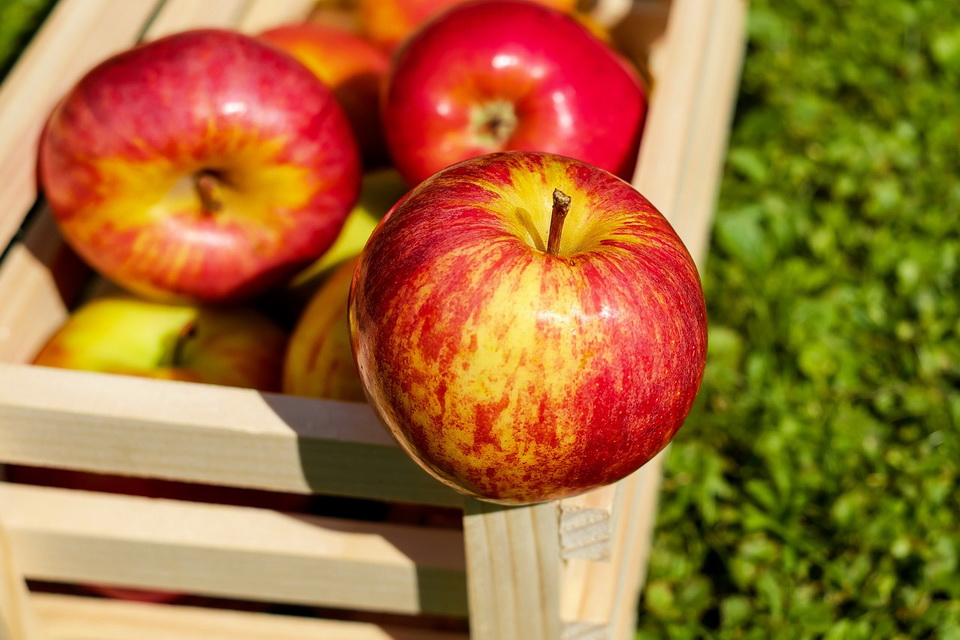 Apple Apple