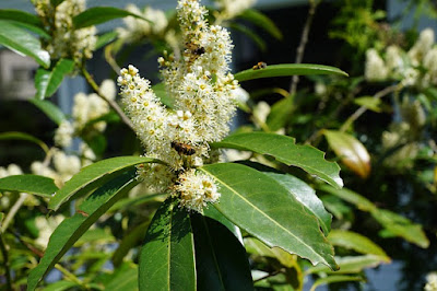 Laurel un condimento muy mediterráneo