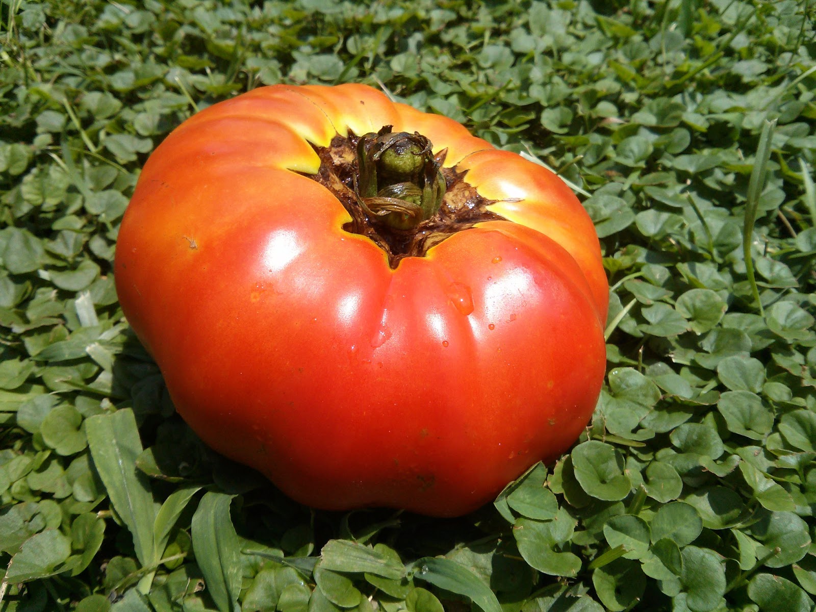 The Cooking Adventures of Mama L Best Tomato Sandwich, Ever.