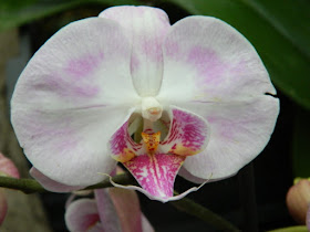 Phalaenopsis Moth Orchid hybrid at Allan Gardens Conservatory 2016 Spring Flower Show by Paul Jung Gardening Services