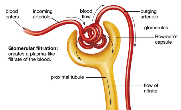 Mechanism Of Urine Formation Flow Chart