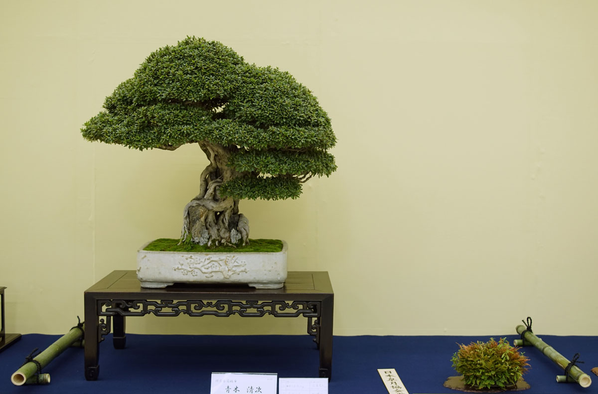 World of Bonsai and Gardening