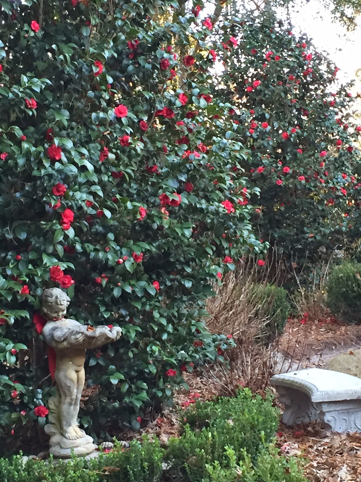 Unexpected Ending! What Happens After The Camellias Bloom? - 6l33shc