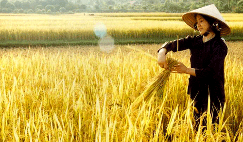 Vietnamcultureguide: Cay lua - Nhoc nhan va vinh quang bieu tuong Viet