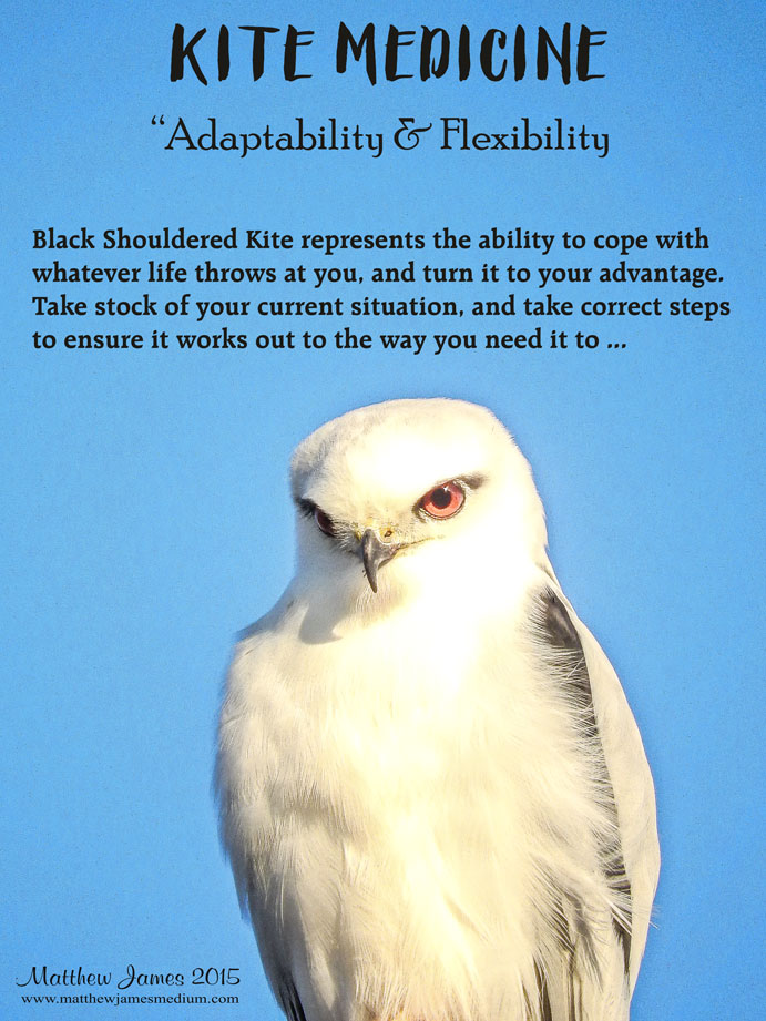 A Light In The Darkness Kite Totem Bird of the Day