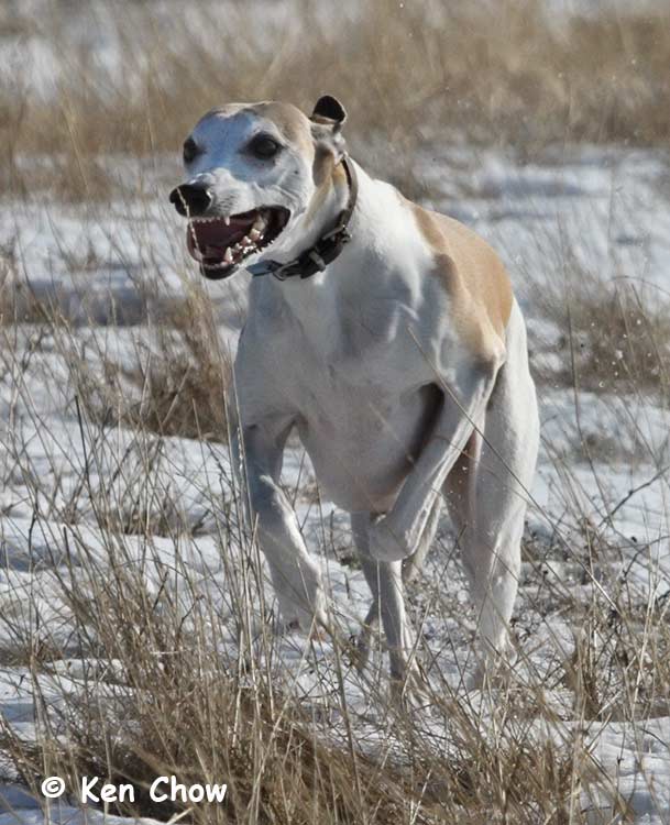 Whippet Tales Whippets in Winter