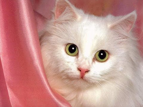صور قطط كيوت