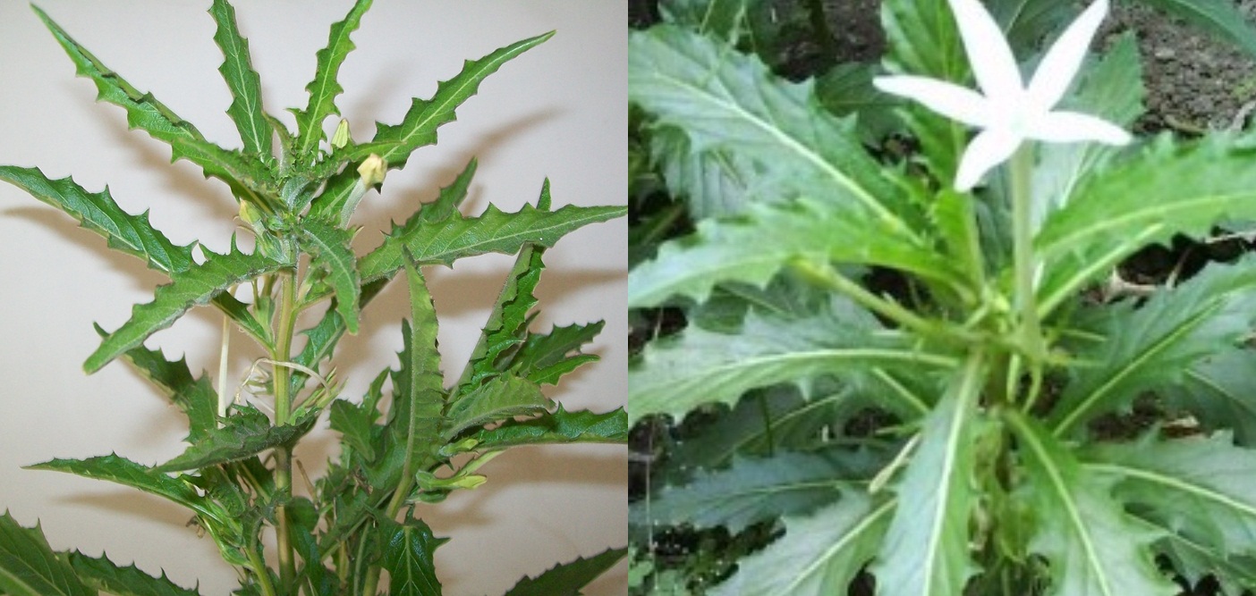 Cara Menanam Budidaya Kitolod Di Pot Polibag Blog Info Tani