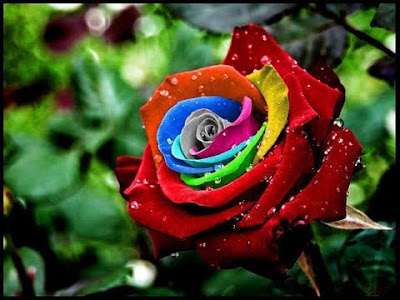 صور ورد, خلفيات ورد, صور ورود, اجمل ورد