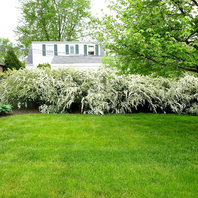 anything goes here 30+ year old Bridal Veil hedge.