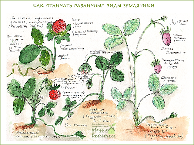 земляника-клубника-как-различать-летние-идеи-для-натуралистов-магия-биологии летние-идеи-для-натуралистов-магия-биологии