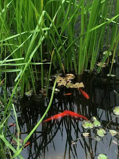 ピサ植物園の金魚