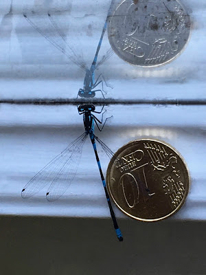 Libelle mit blauen Augen und Spiegelung im blauen Abendlicht Libelle mit blauen Augen und Spiegelung im blauen Abendlicht