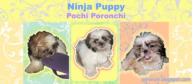 Pochi Poronchi Ninja Puppy