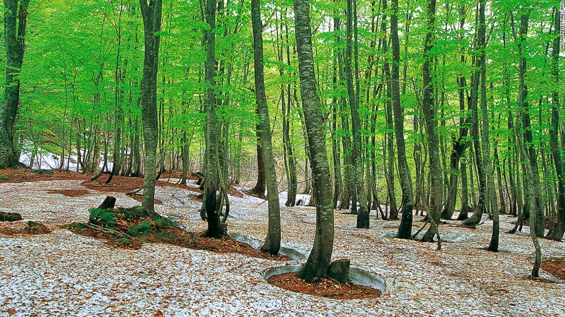 12 incredible UNESCO sites you've probably never heard of The core of Shirakami-Sanchi in the mountains of northern Honshu is the last of the Siebold's beech forest that once dominated the slopes of northern Japan. The largest in East Asia, the untouched beech forest has very few visitors, partly due to permit requirements and lack of man-made facilities