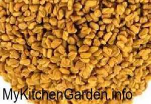 Fenugreek seeds