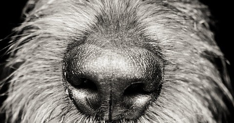 how many teeth does an adult dog have: How Many Teeth Do Adult Dog Have?