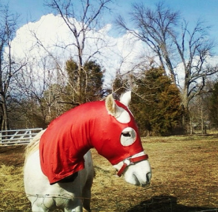 Meet Tango, The Hilariously Stupid Horse That Has Gone Viral