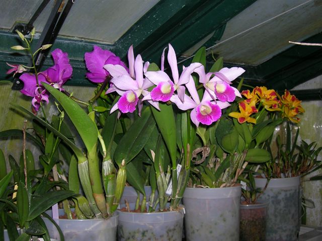 ПОЛУ-ГИДРОПОНИКА - Метод культуры орхидей - Мои растения