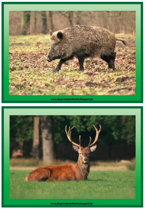 Grundschultante: Tiere im Wald