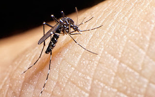 Mosquito picando