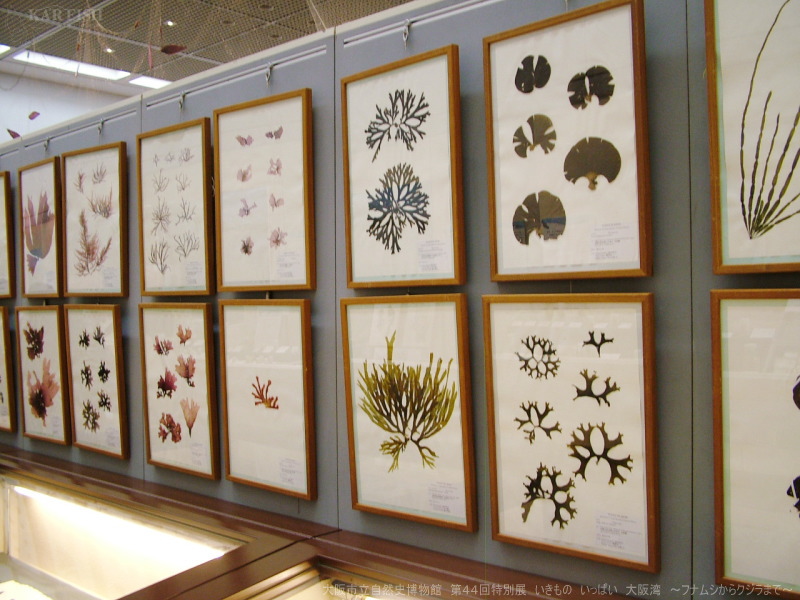 フナムシの刺傷は、実際にはクラゲの幼虫に刺されて、海で泳いだ後に発疹が形成されます。 アシラミの刺傷