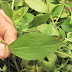 Want To Quit Smoking? - This Herb Destroys The Desire For Nicotine (and how to grow it)