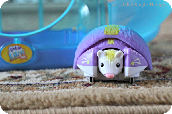 little live hamster
