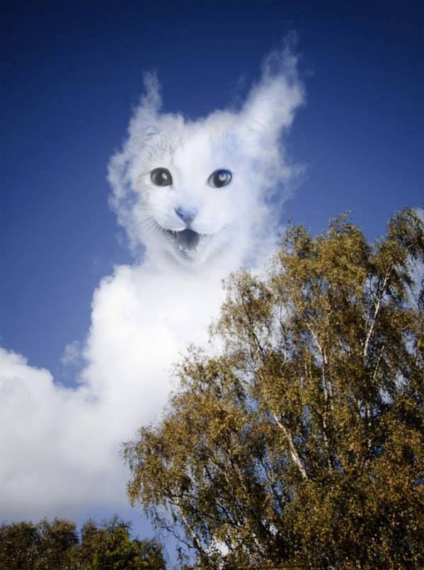 UPDATE for 1-17-18  - Schrödinger's Other Cat weighs in on Hawaii Missile Cloudcats2