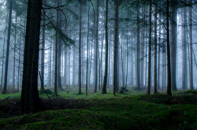 Slovenya Orman Fotoğrafı