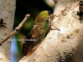 Cicada in a Tree