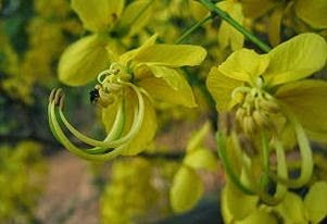  Kayu raja merupakan salah satu obat tradisional dari flora hias yang mempunyai bunga wa Manfaat Tanaman Tengguli Bagi Kesehatan