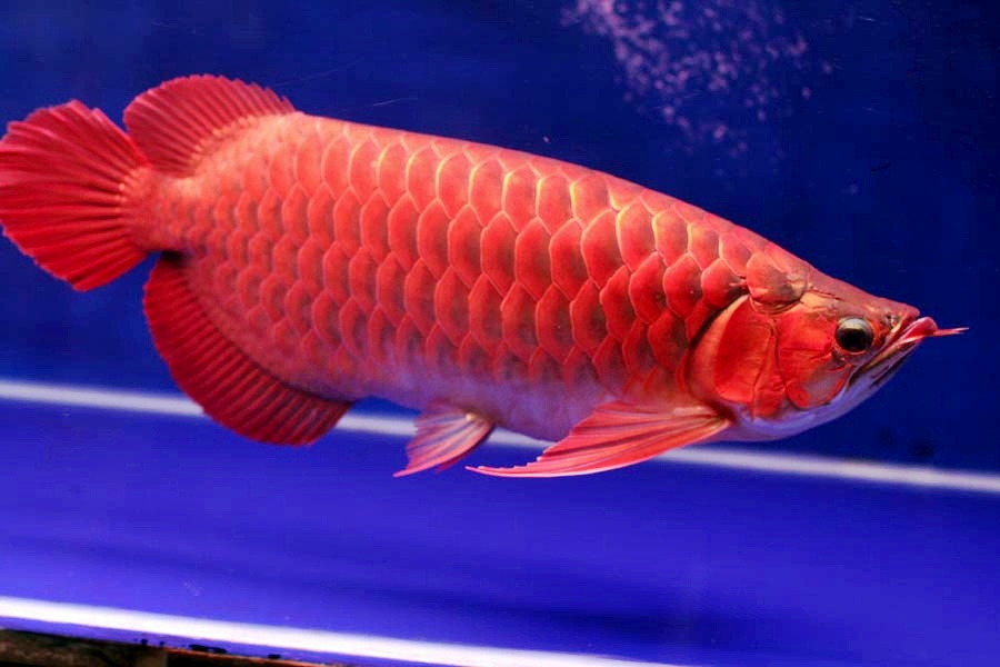 Arwana Termahal Arwana Super Red Akuarium Ikan Hias jpg (900x600)