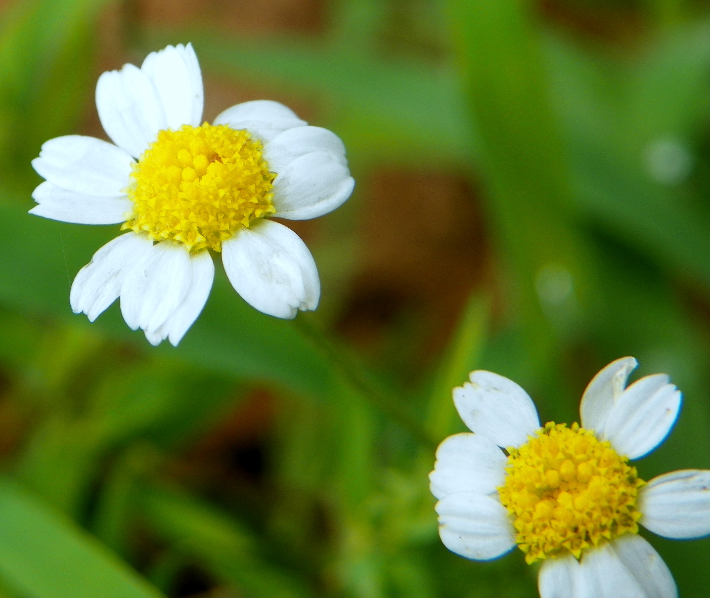 "What's Blooming Now" Mayweed, Stinking Chamomile, Dog Fennel