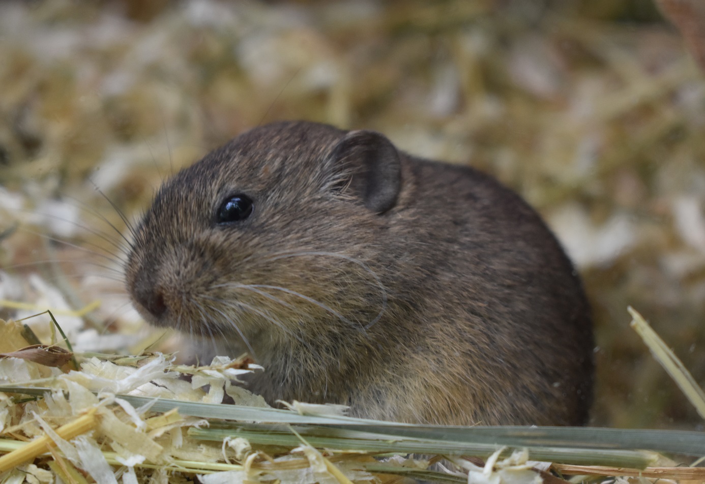 ZOOTOGRAFIANDO (6.096 ANIMALS) TOPILLO SOCIAL / SOCIAL VOLE (Microtus