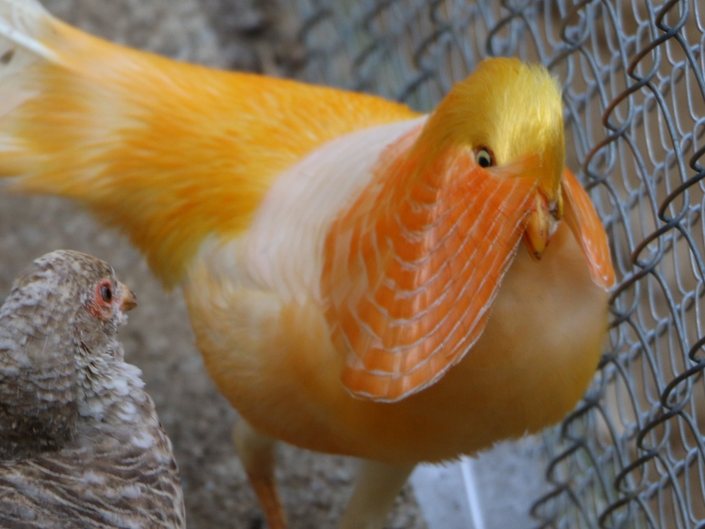 www.peacock.bg: Peach Yellow Golden Pheasant