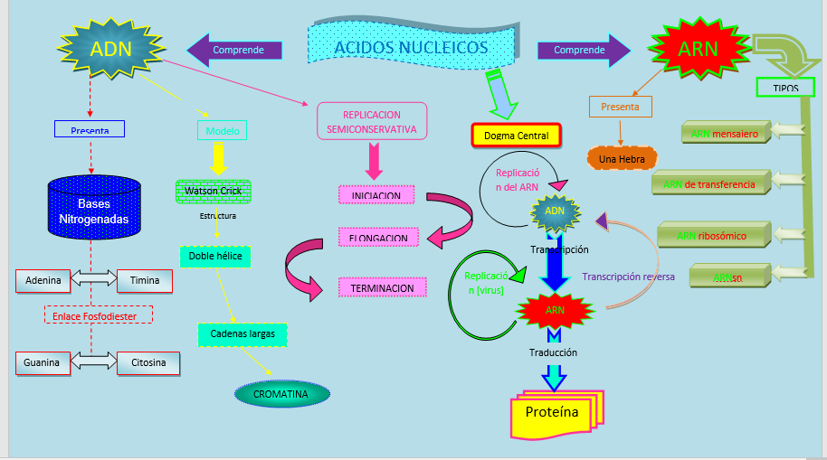 Conociendo la Bioquímica Ácidos Nucleicos