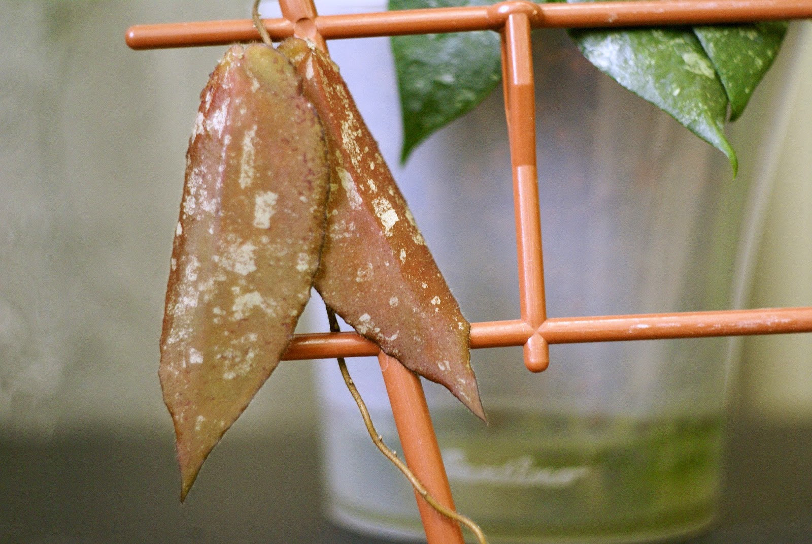 Хойя caudata Sumatra