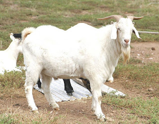 Ternak Kambing Multi Hasil Ternak kambing, usaha ternak kambing, usaha penggemukan kambing,