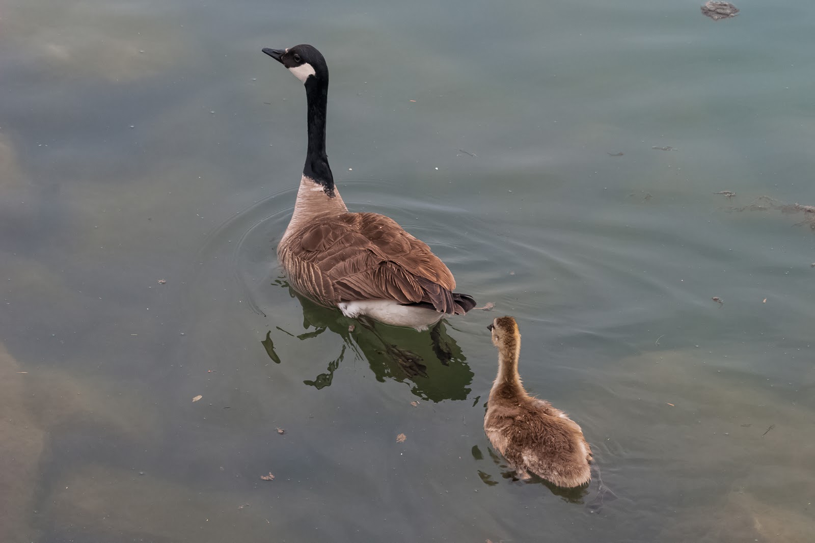 Canadian Geese With Goslings
