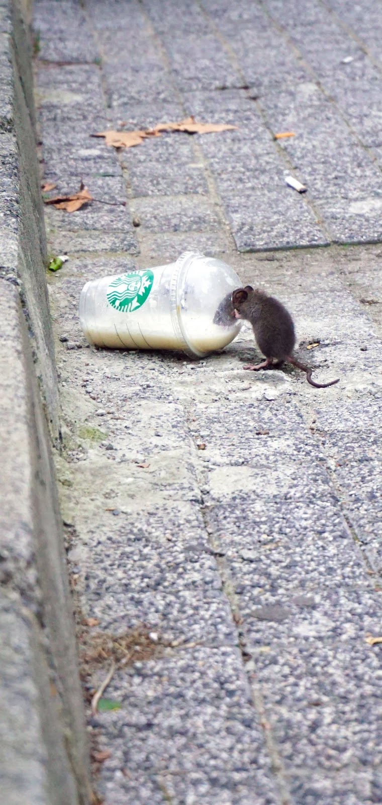 A rat having it's fill. A rat having it's fill.