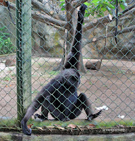 kebun binatang ragunan