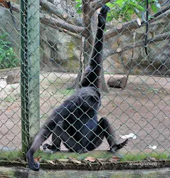 siamang kebun binatang ragunan jakarta