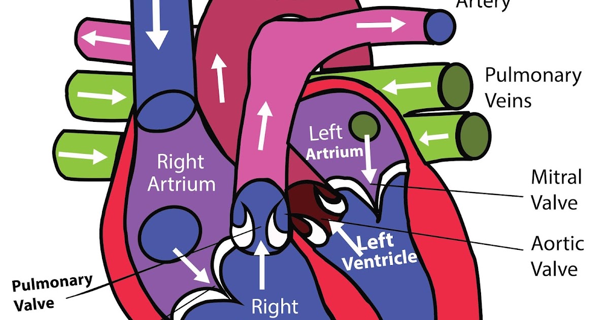 CARDIOVASCULAR SYSTEM FUNCTION Info Dear