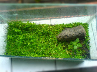 Cara Menanam Carpet Seed Di Aquascape Dengan Benar Fazri Scape