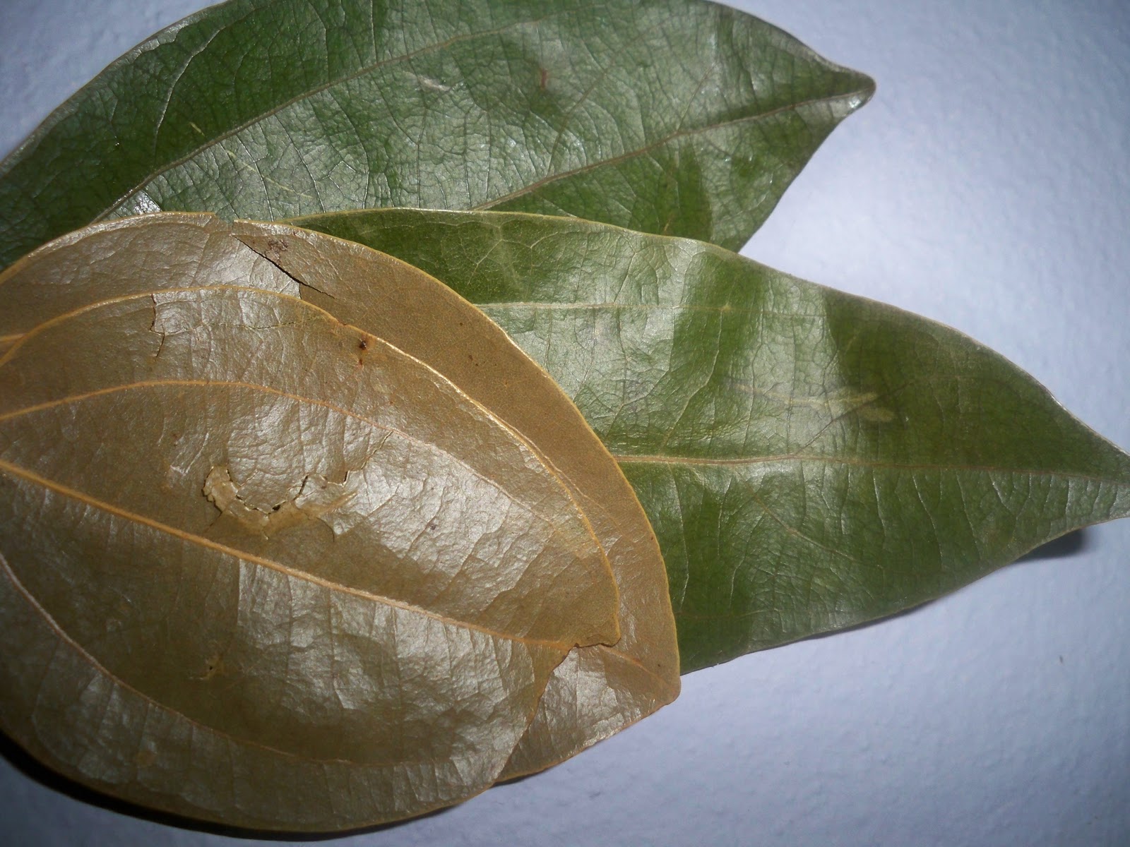 Jamaican Foodie Jamaican Cinnamon Leaf