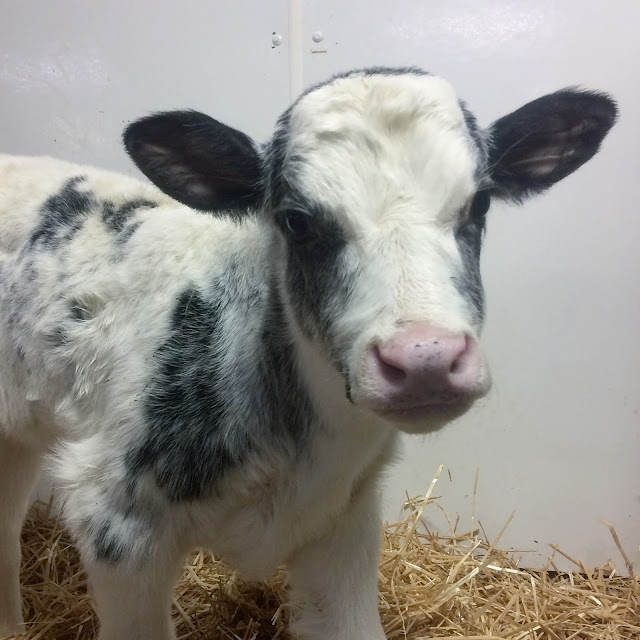 blue roan Holstein x Milking Shorthorn dairy calf