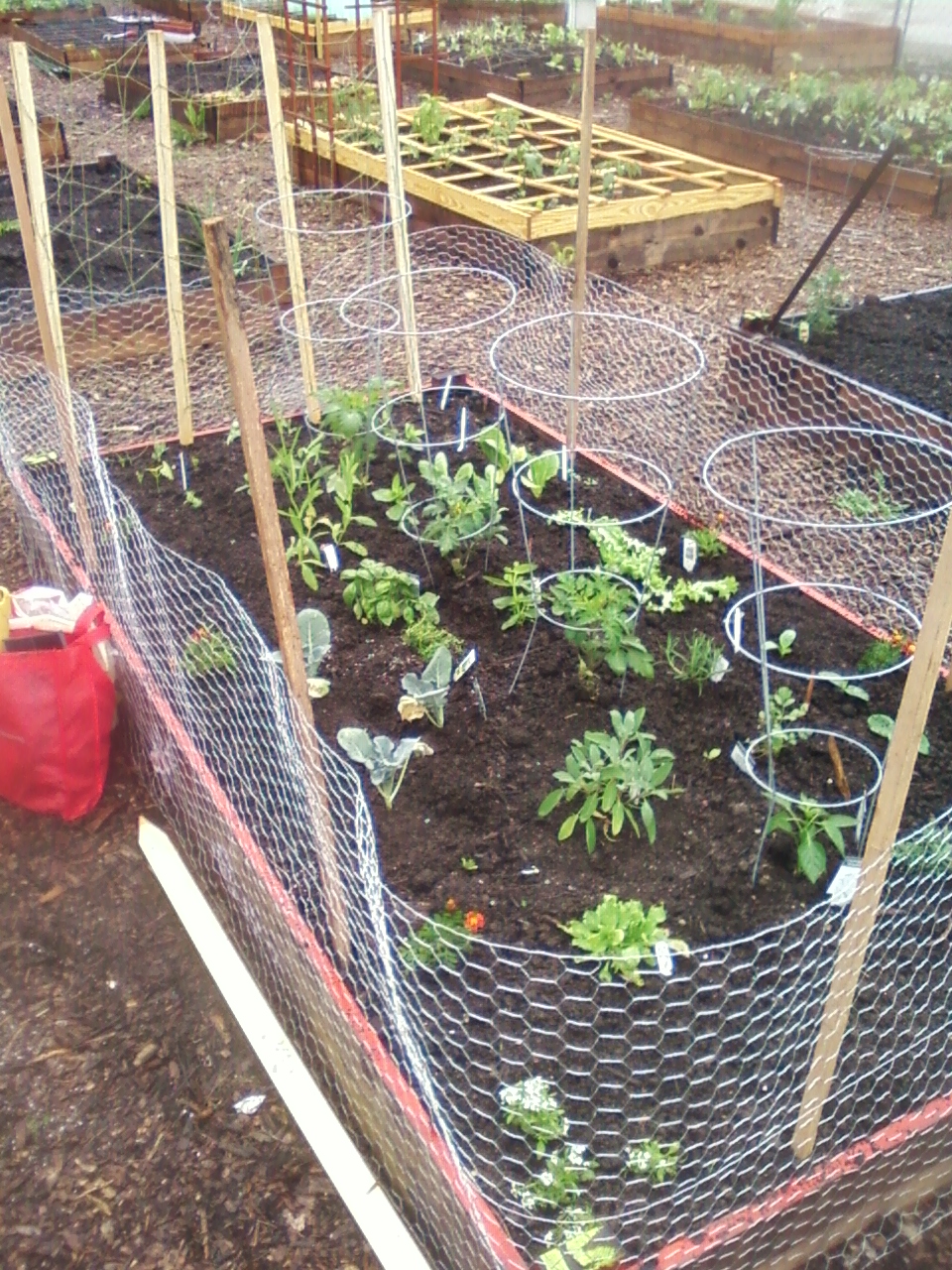 My 4X8 Building a rabbit proof fence (and a pea trellis)
